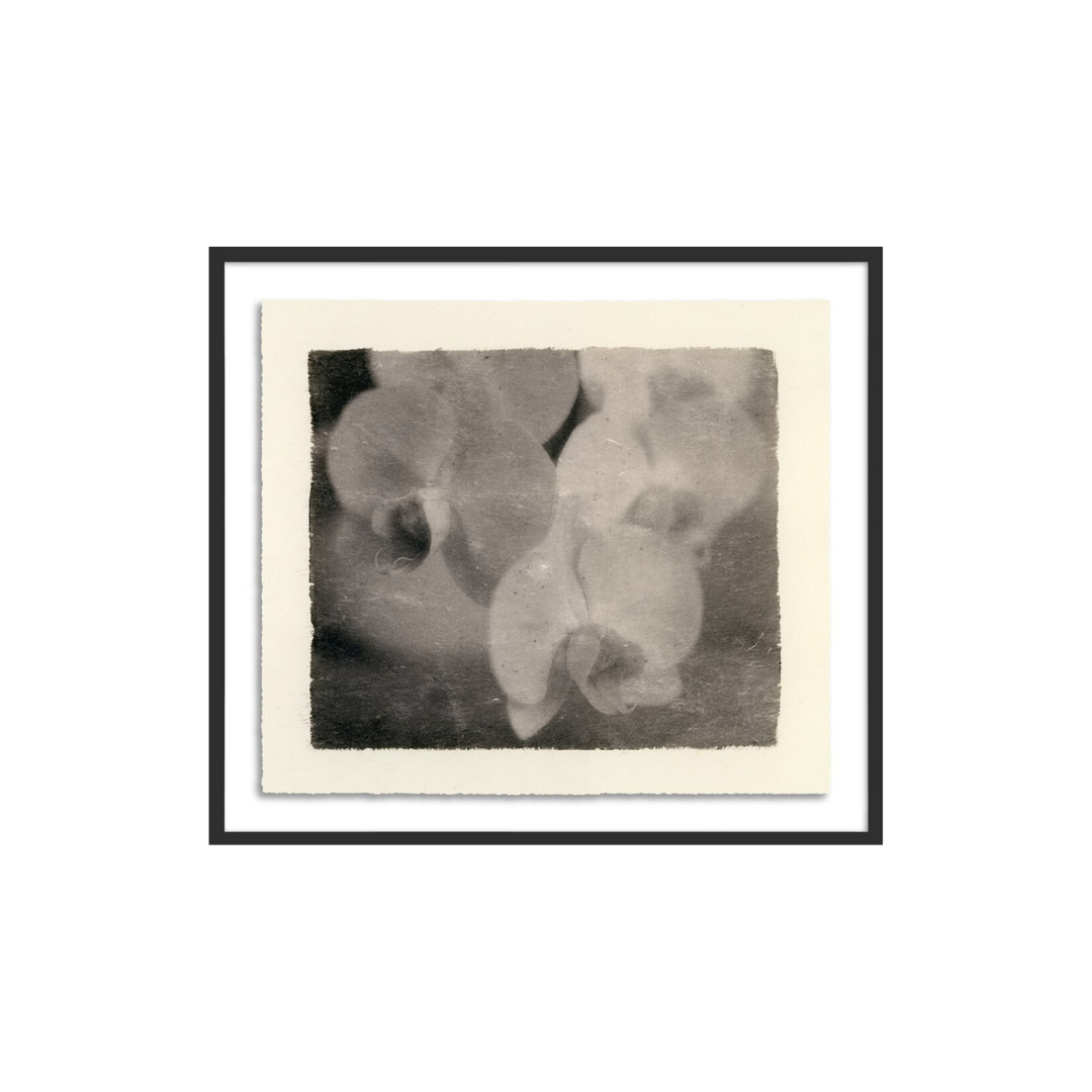 Orchids by Platinum Revival