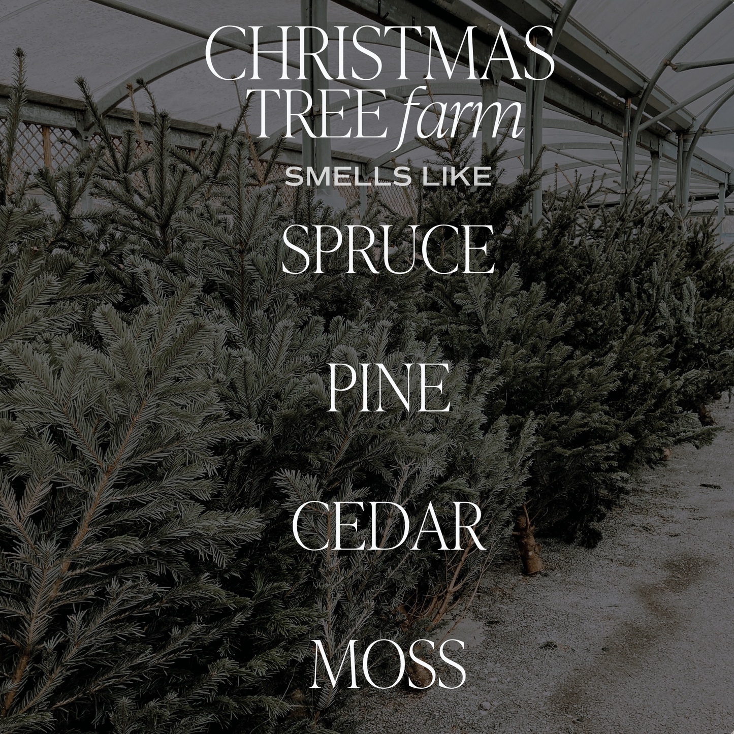 Christmas Tree Farm 15 oz Matte Soy Candle- Home Decor