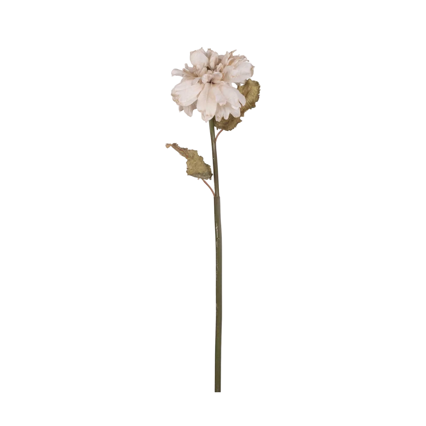 Single white flower on a green stem against a white background