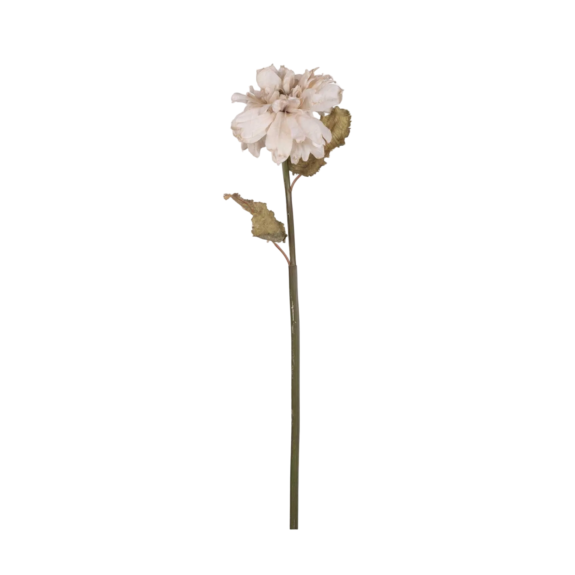 Single white flower on a green stem against a white background