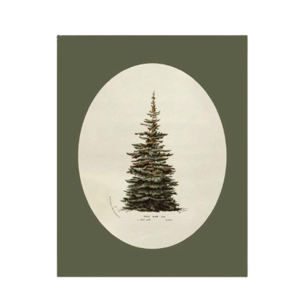 Fir Tree Canvas Print