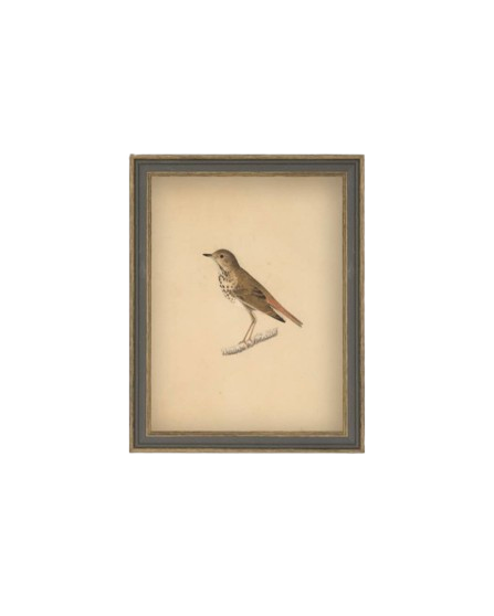 Bird Framed Antique Art