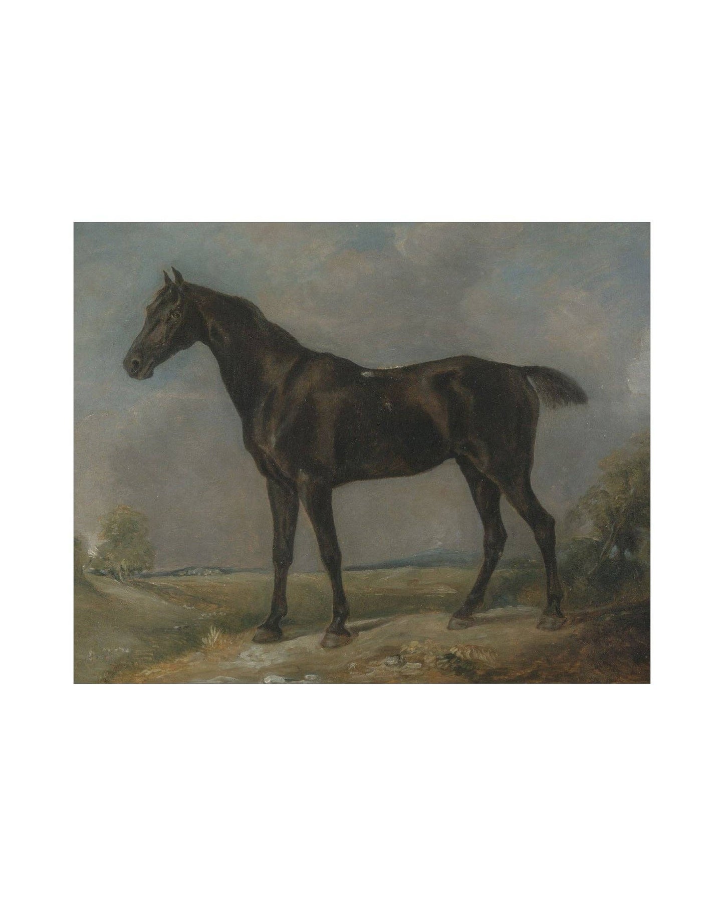 Study of a Horse II Print